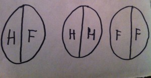 Les trois types d'êtres créés par Zeus : tous avaient 2 têtes, les deux sexes, 4 bras et 4 jambes. Schéma de Marguerite Champeaux-Rousselot